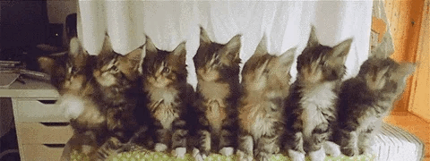 猫猫点头