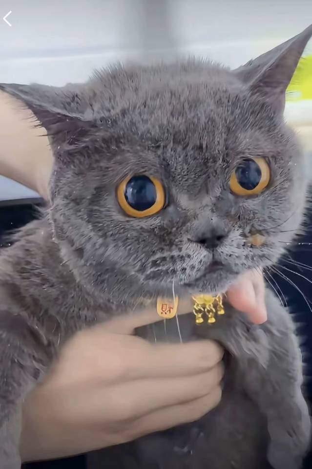 图片1